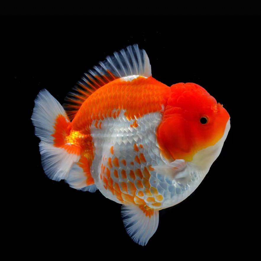 鱼来运精品金鱼