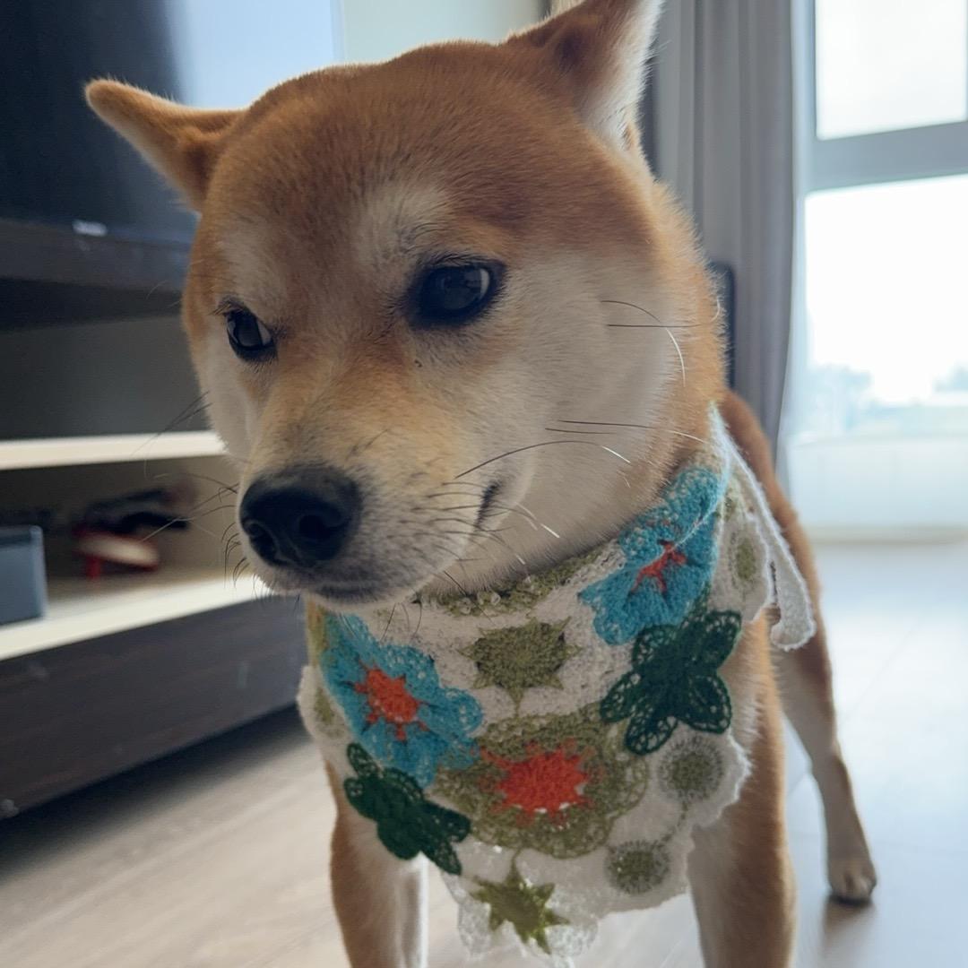 布噜就是那个blue🐕