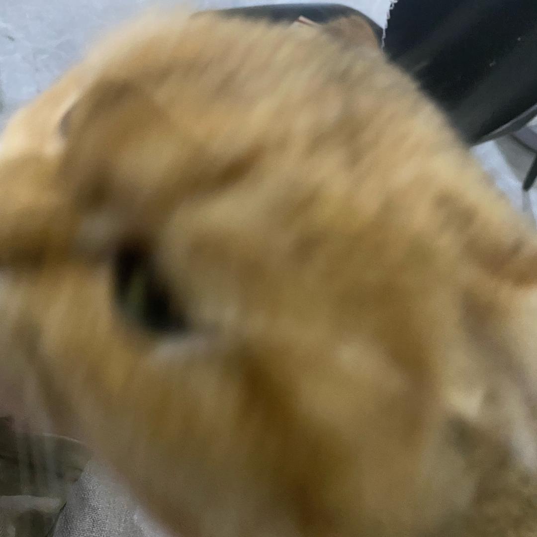 杜憨憨