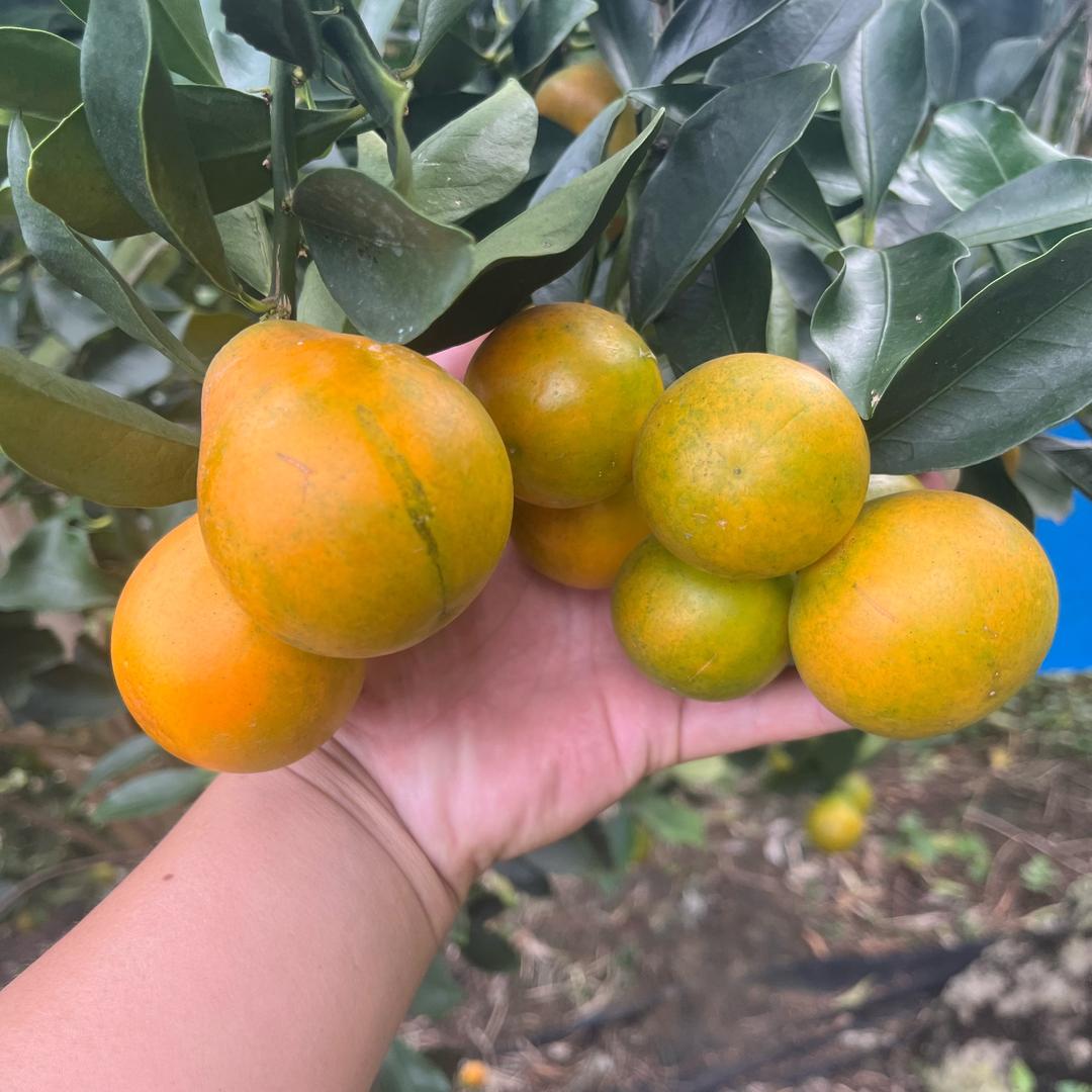 桔乡缘脆蜜金桔