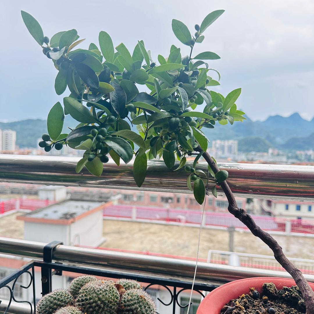 环氧树脂