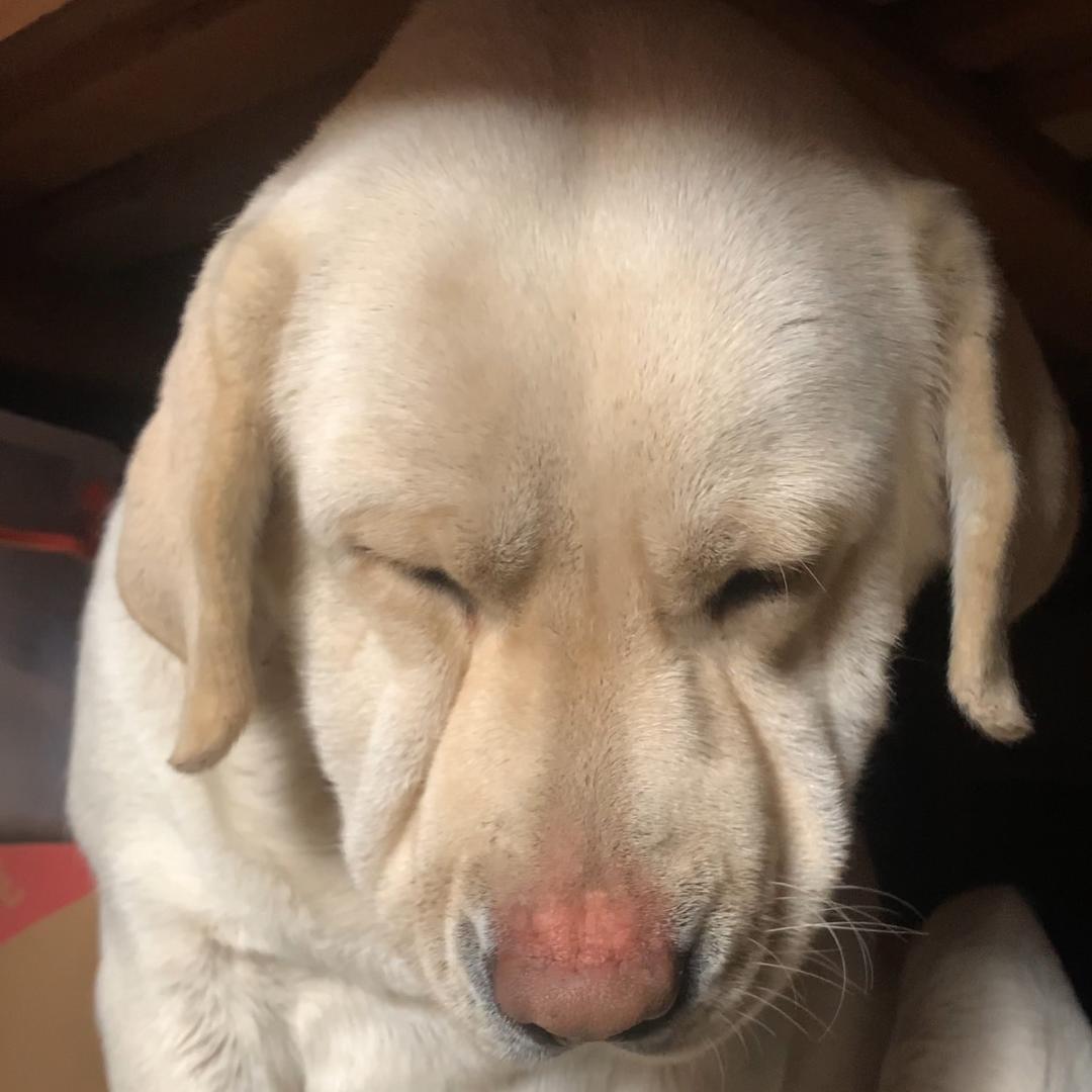 拉布拉多        墩墩