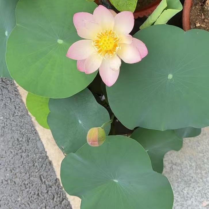 好运莲莲🪷