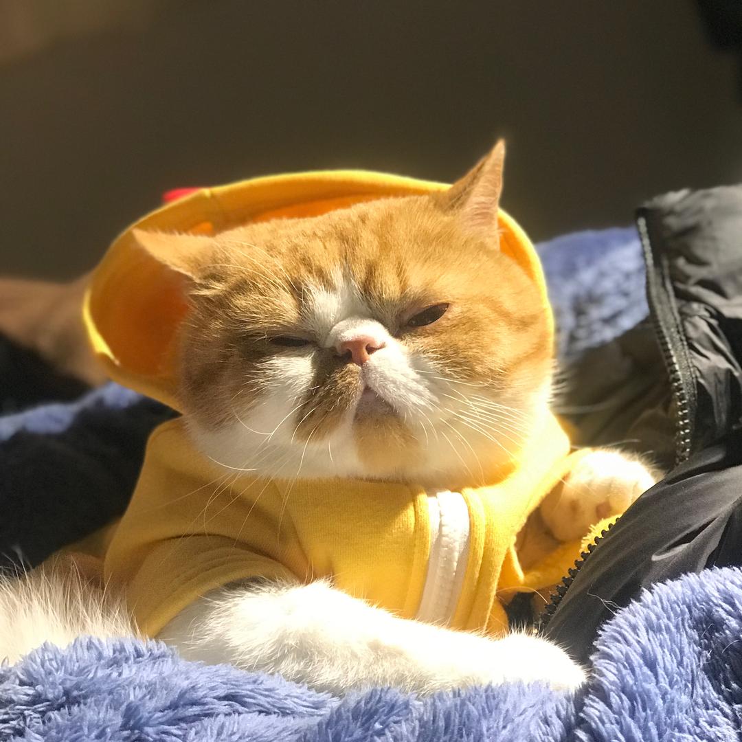 球球是只小猫咪（省💰版）