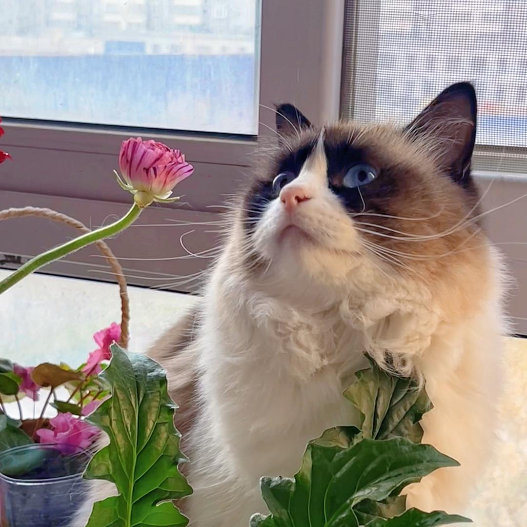 周末是一只布偶猪