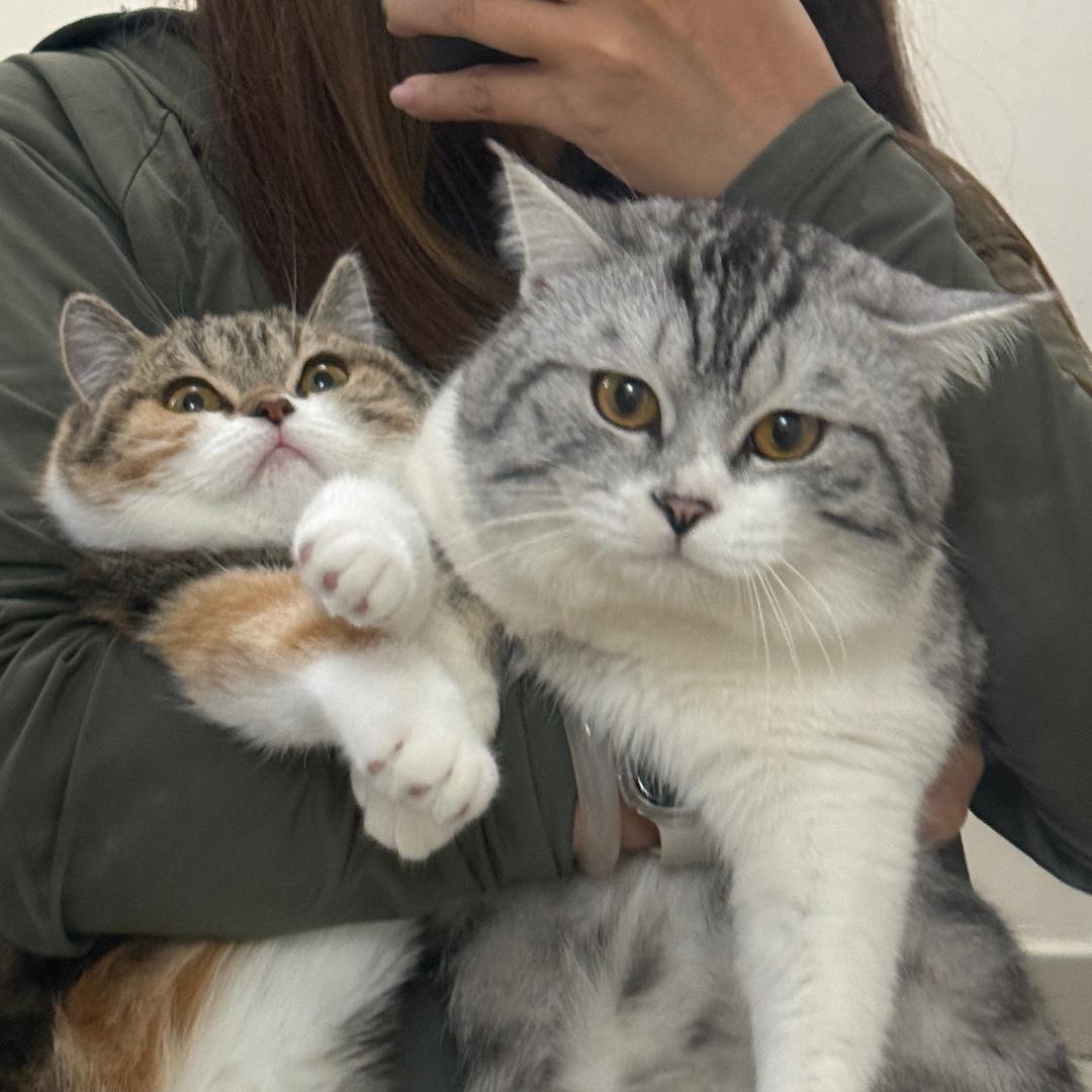 小虎头是只猫