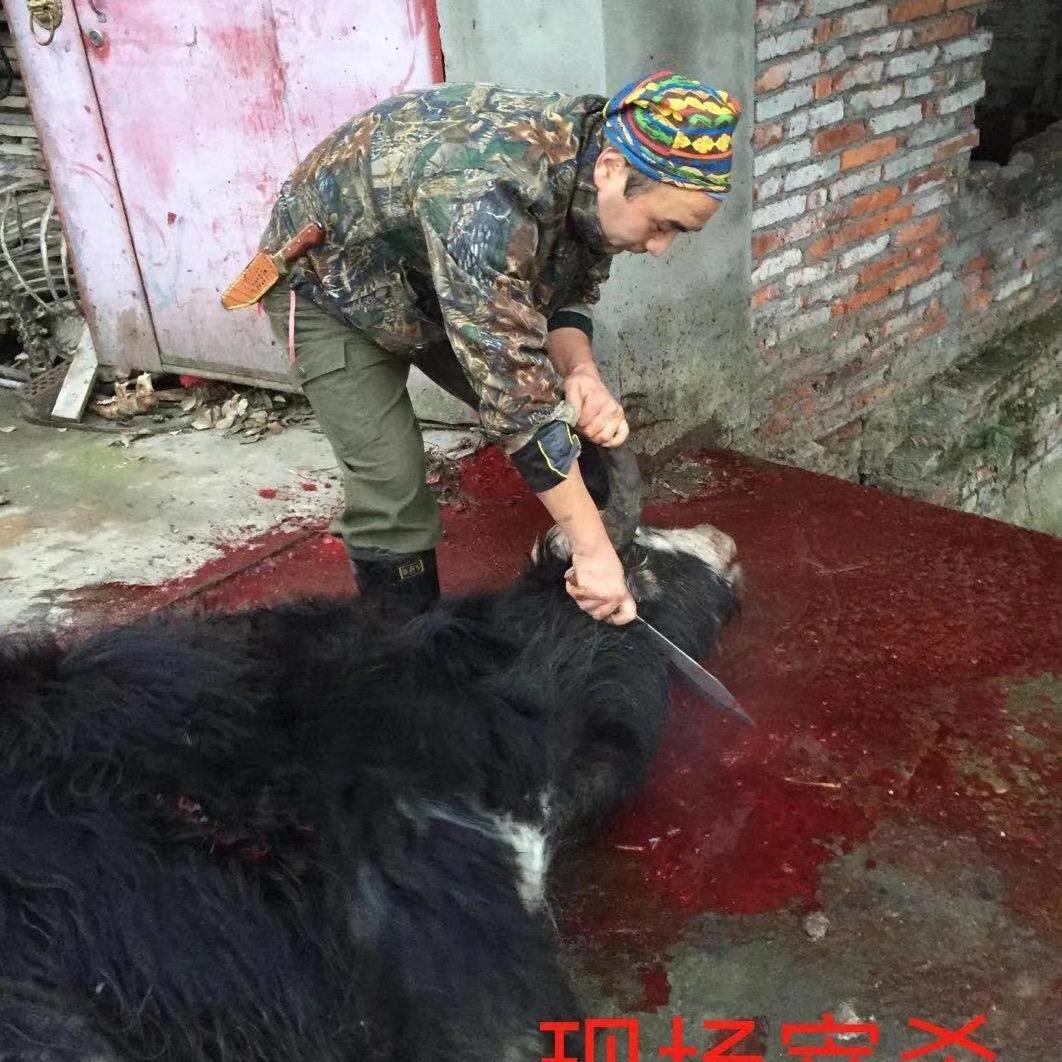 庖丁解牛