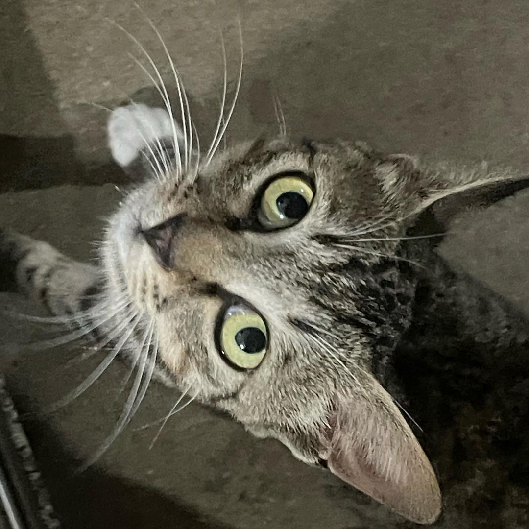happy 猫