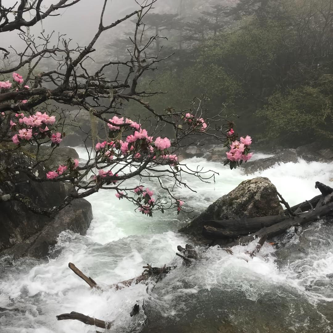 紫色的公子