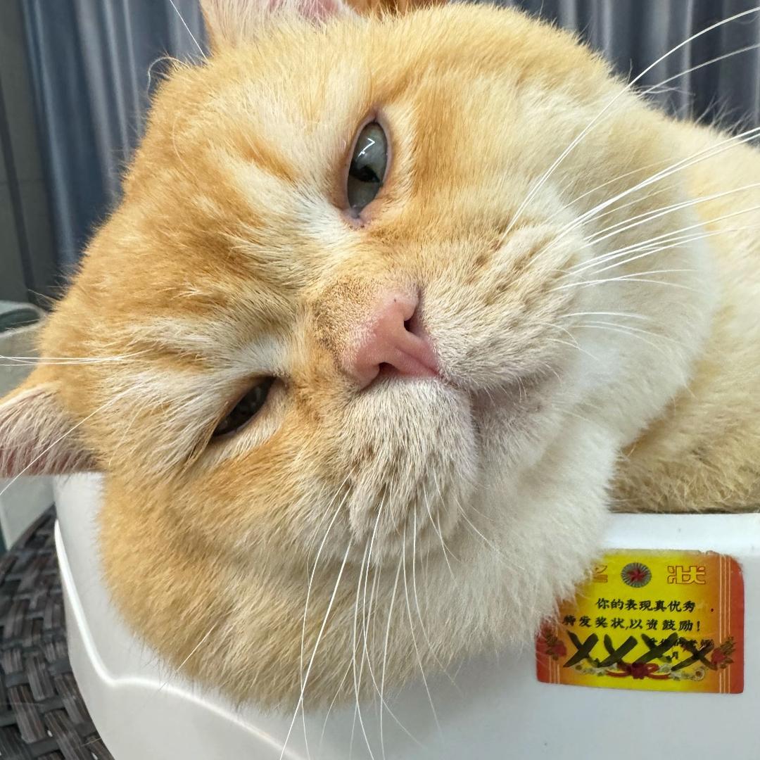 爱新觉罗·伊丽莎白·富贵·斯特里特·霍尔