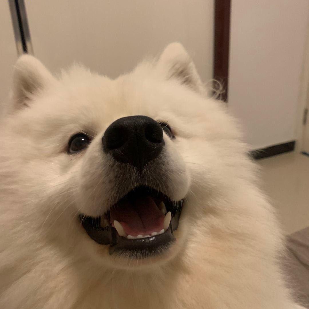 小董。
