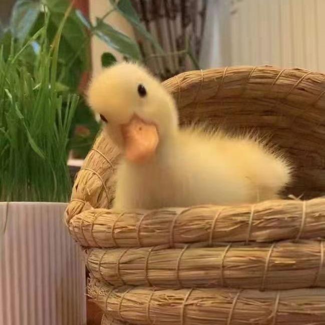 保苗保价鸭苗
