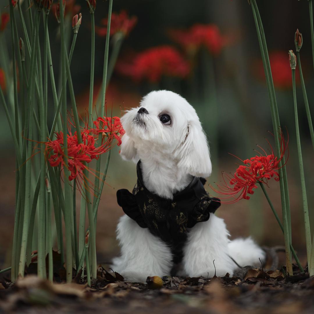 阿俊宠物摄影教学（11月线下课）