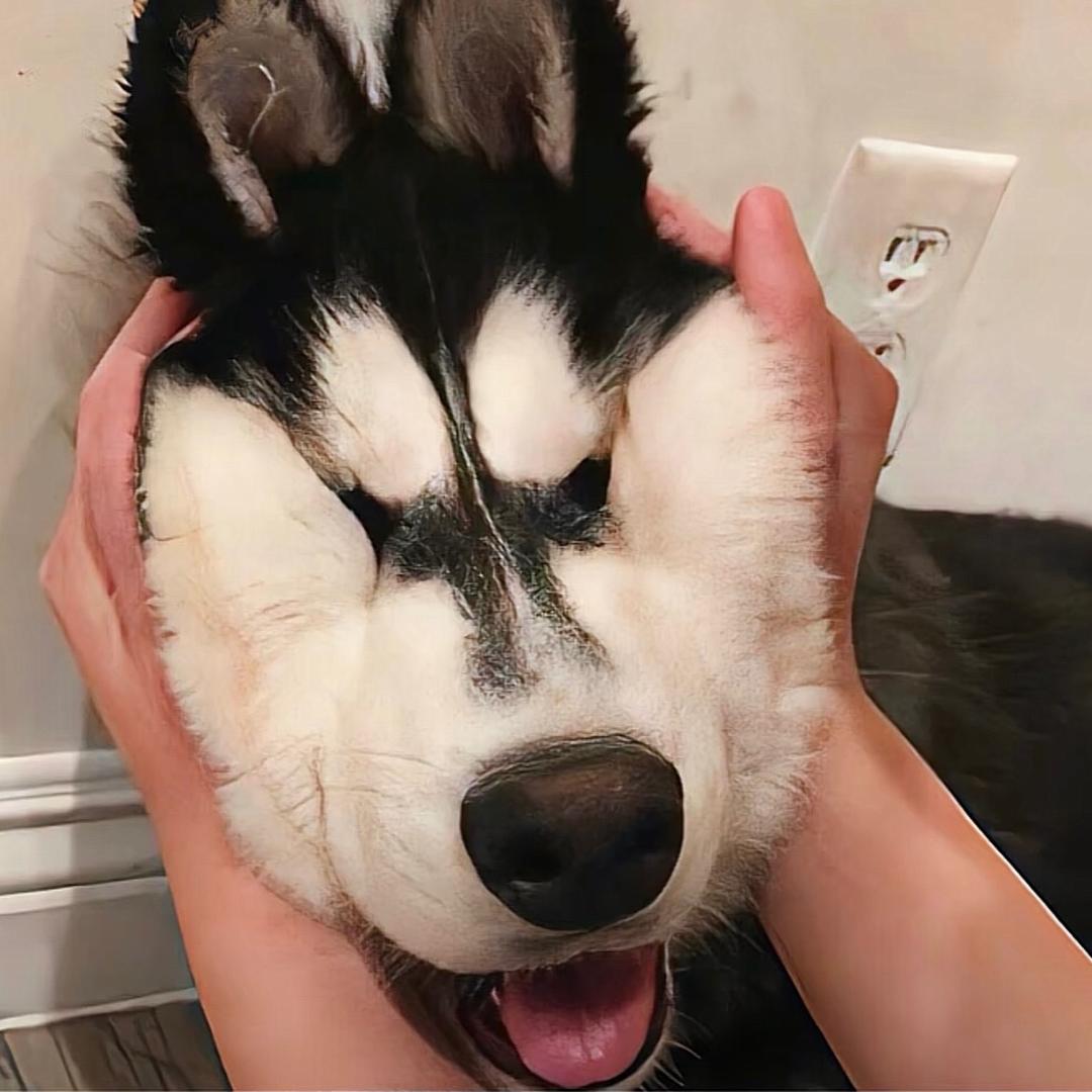 张土狗