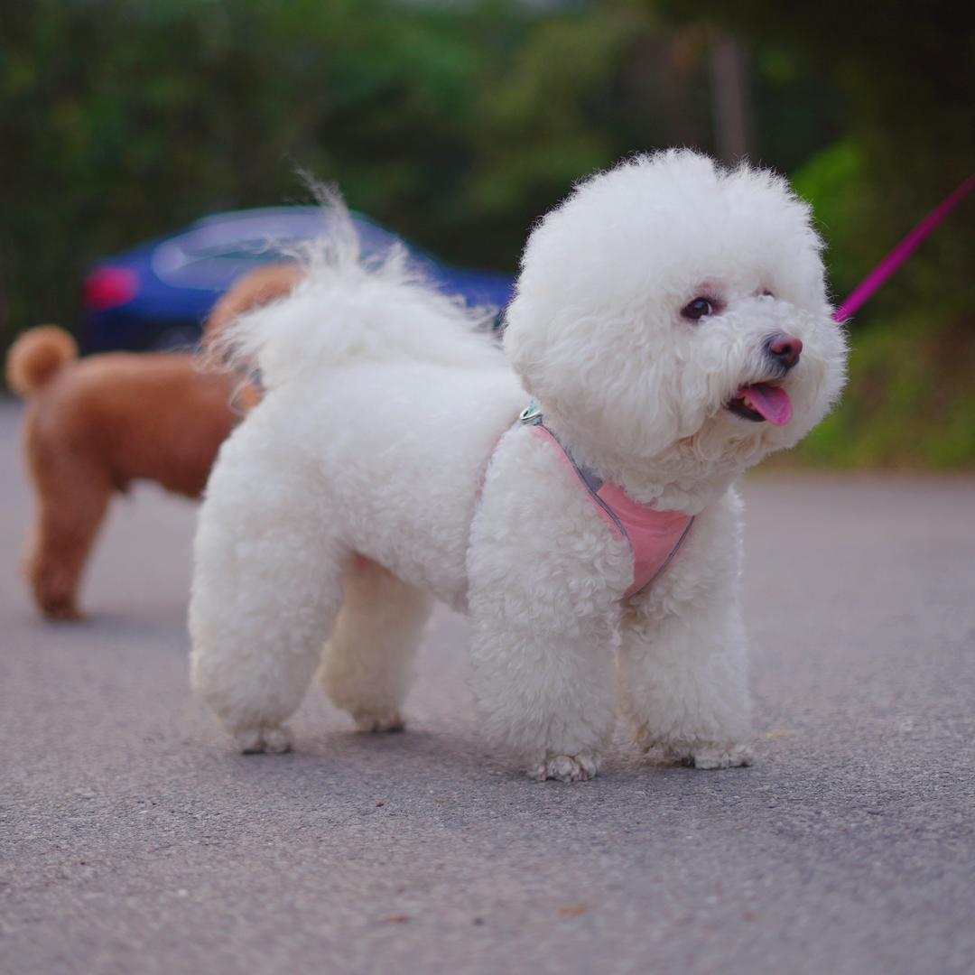王小迪和王小白