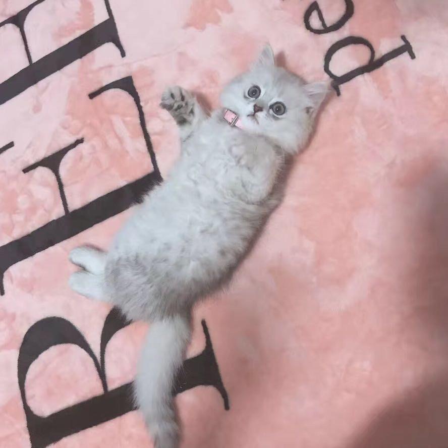 Viella