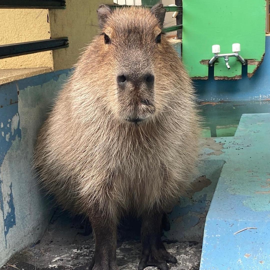 Capybaralife711