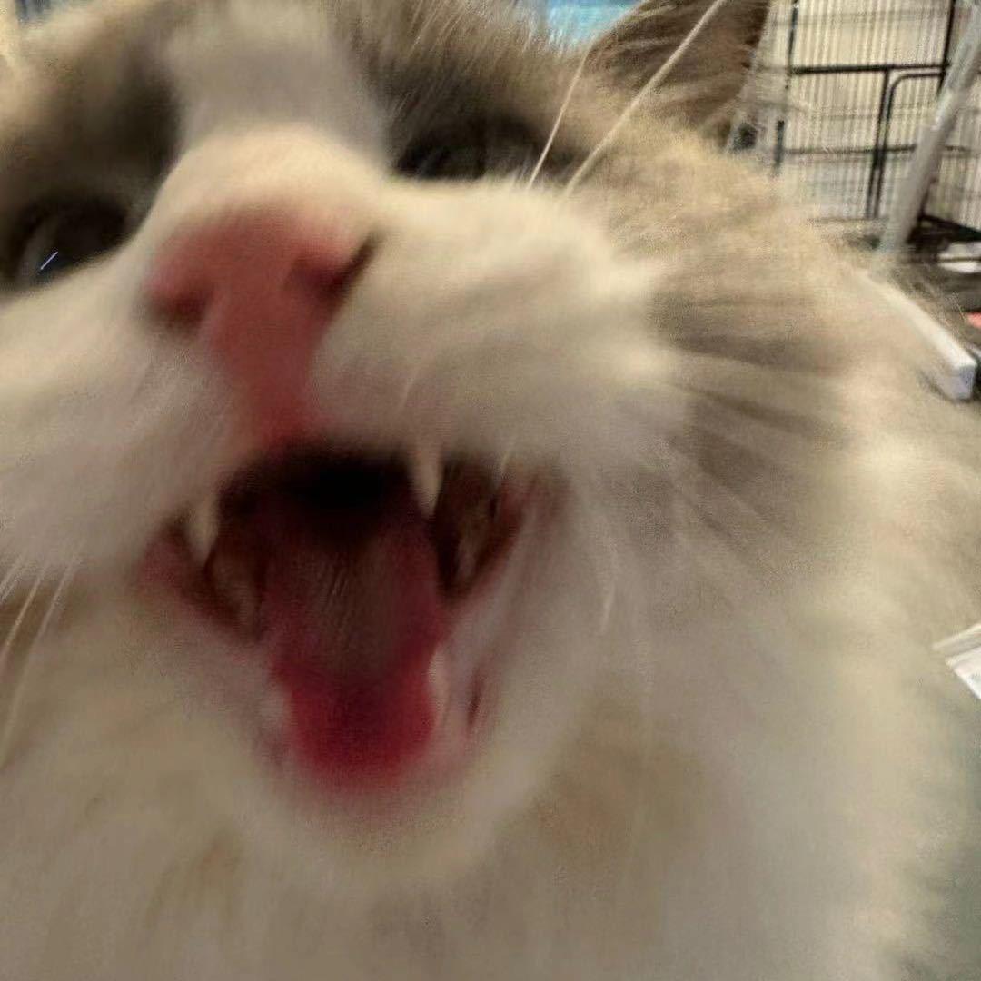 你算哪块小饼干🍪