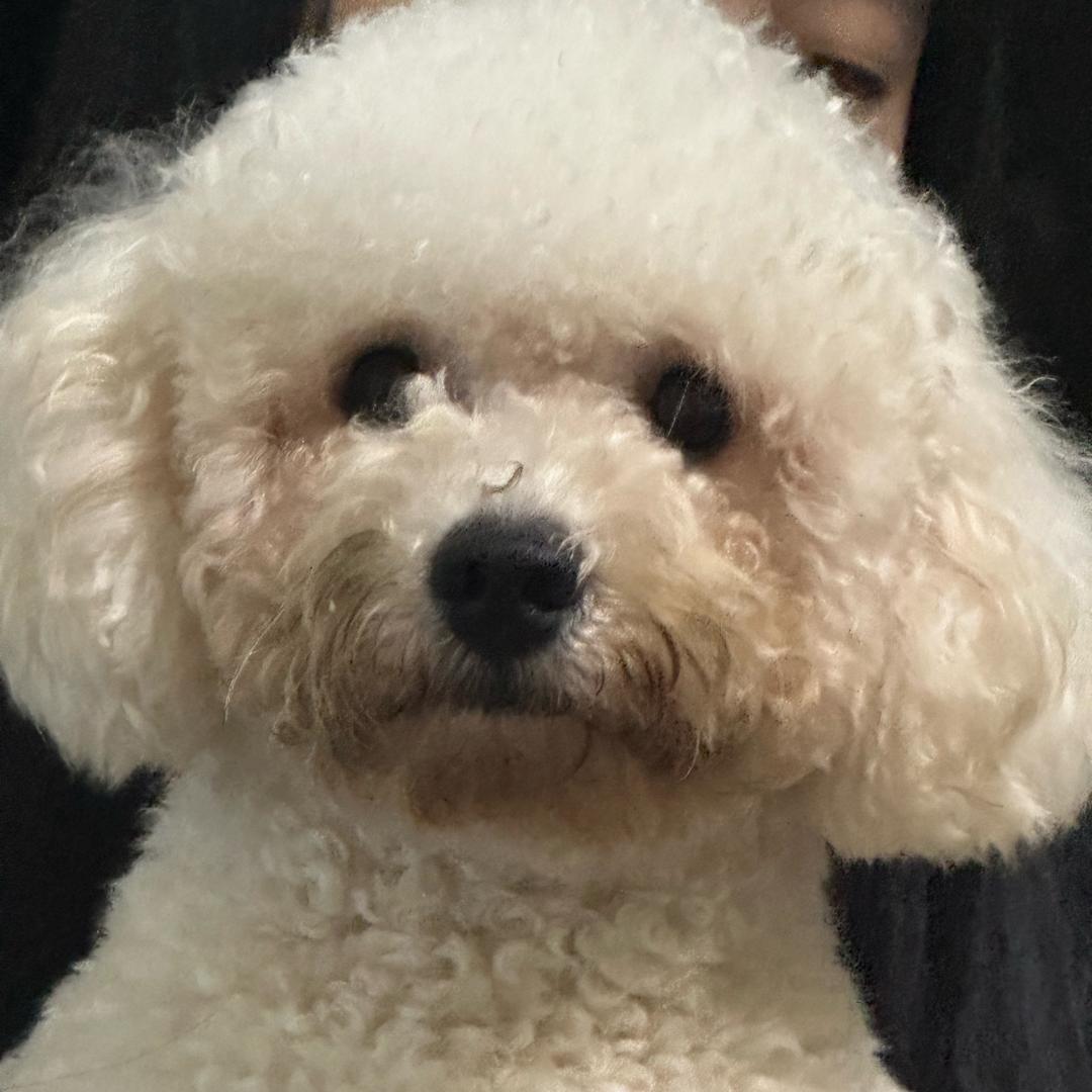 抒文lyric Yan