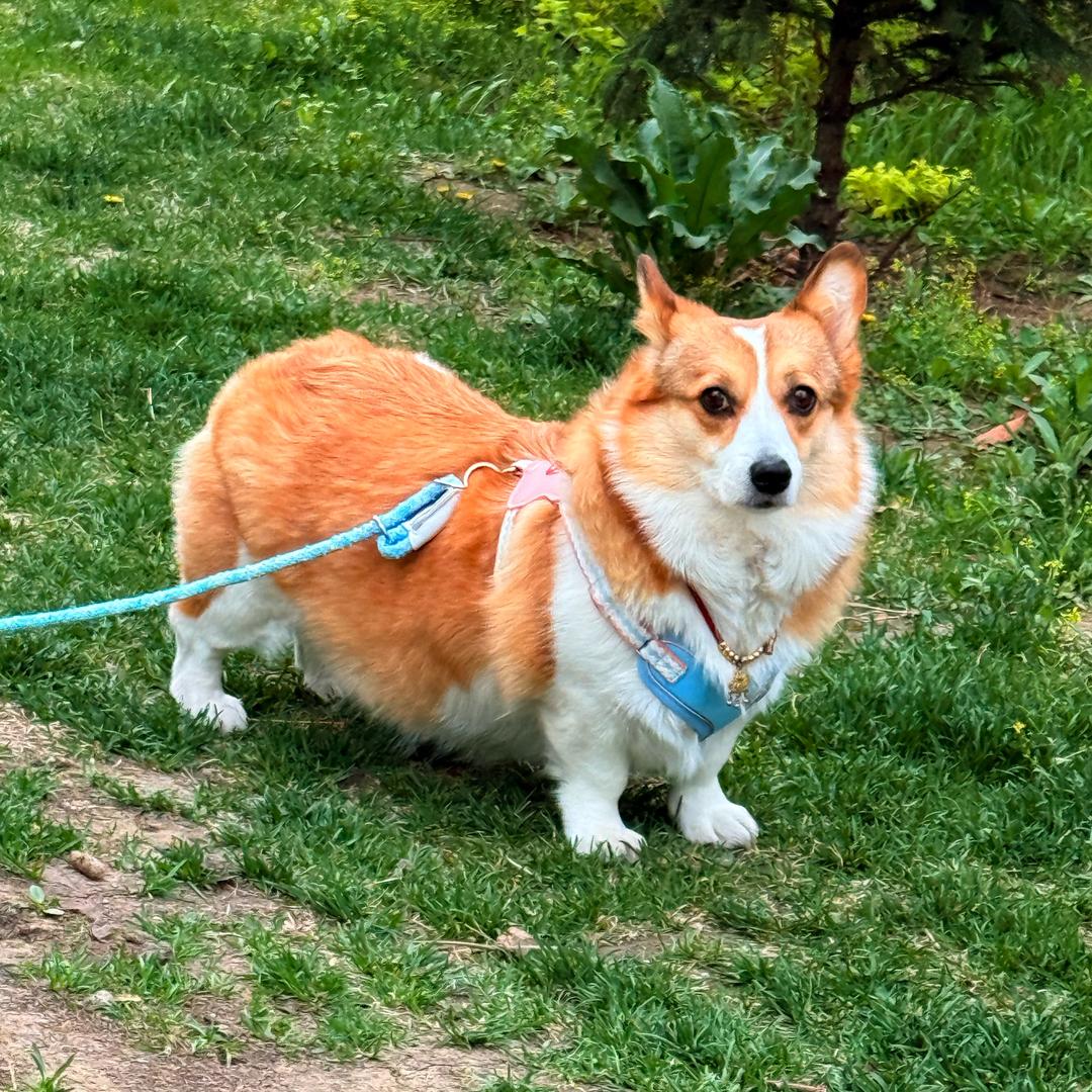 芒果是只胖胖基（亲测好物版）