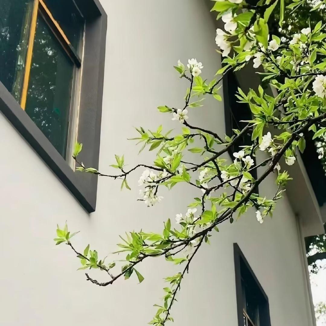 月儿弯弯.科锡创