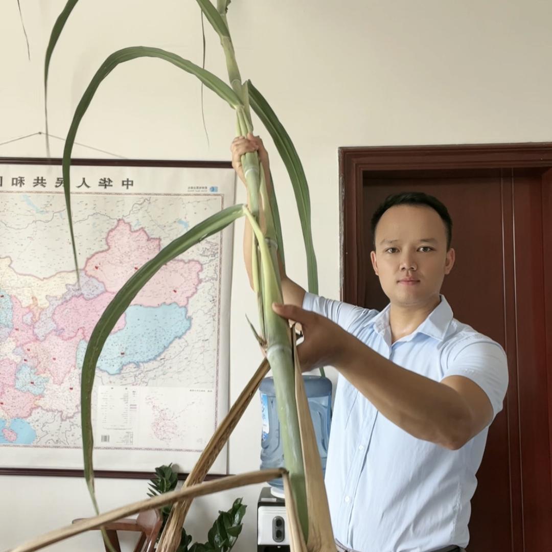广西农业一阿力