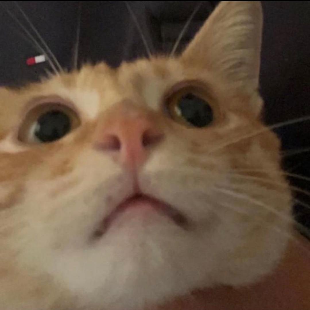 橘猫叫修狗