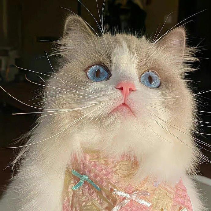 敲敲发财的小脑瓜