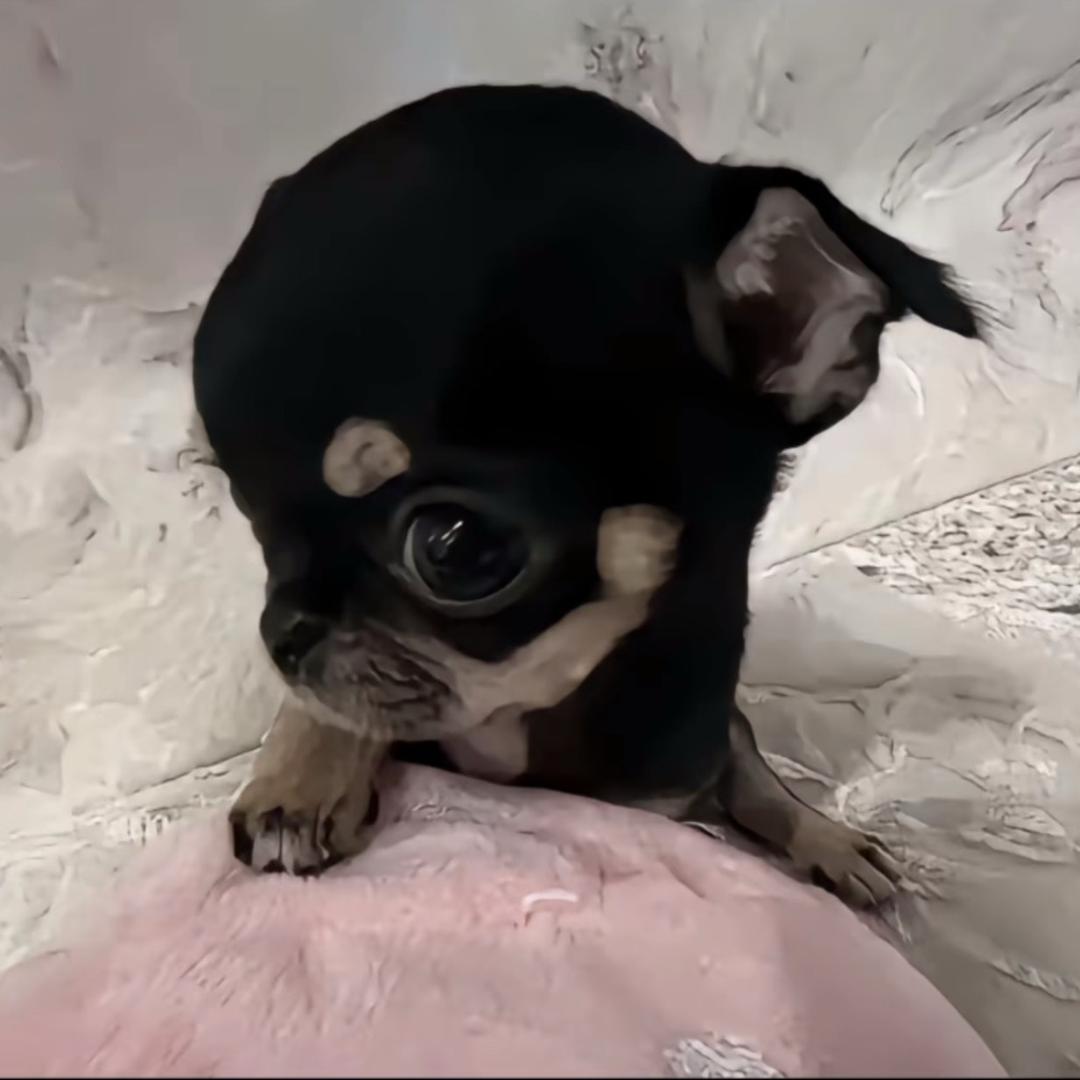小迪