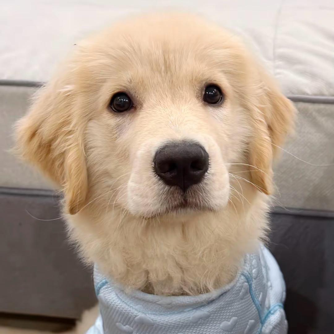汪汪队金毛犬舍