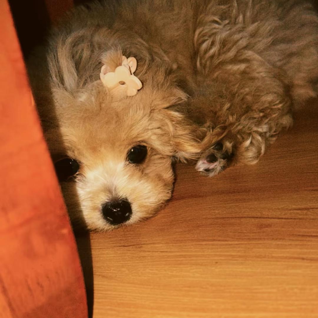 Dwww