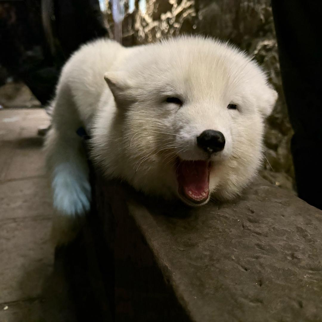 冯行万里