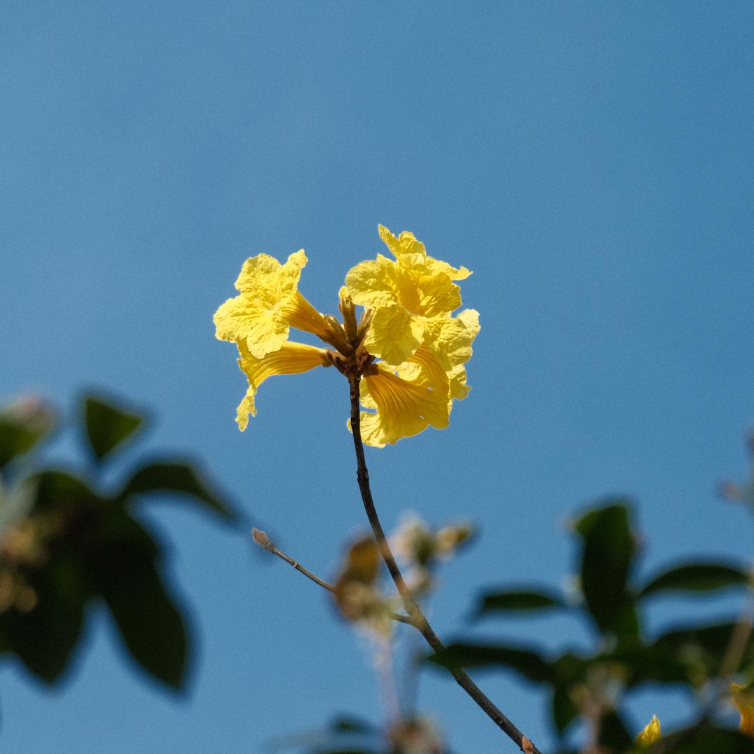 无敌土豆