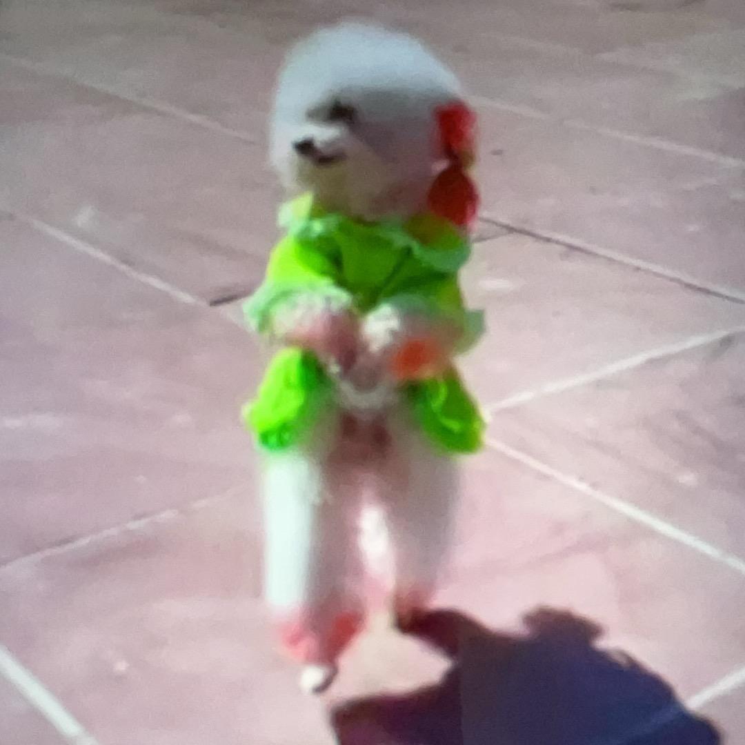 芝芝