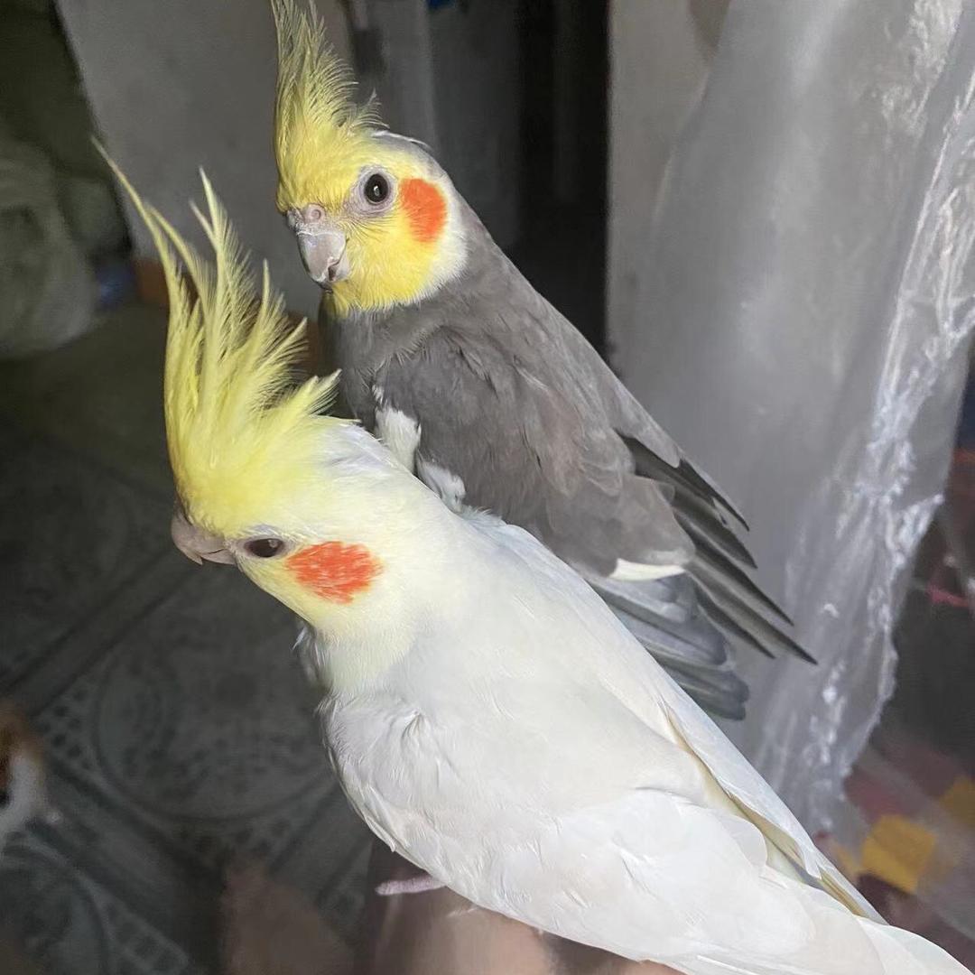 🌈玩石逗鸟