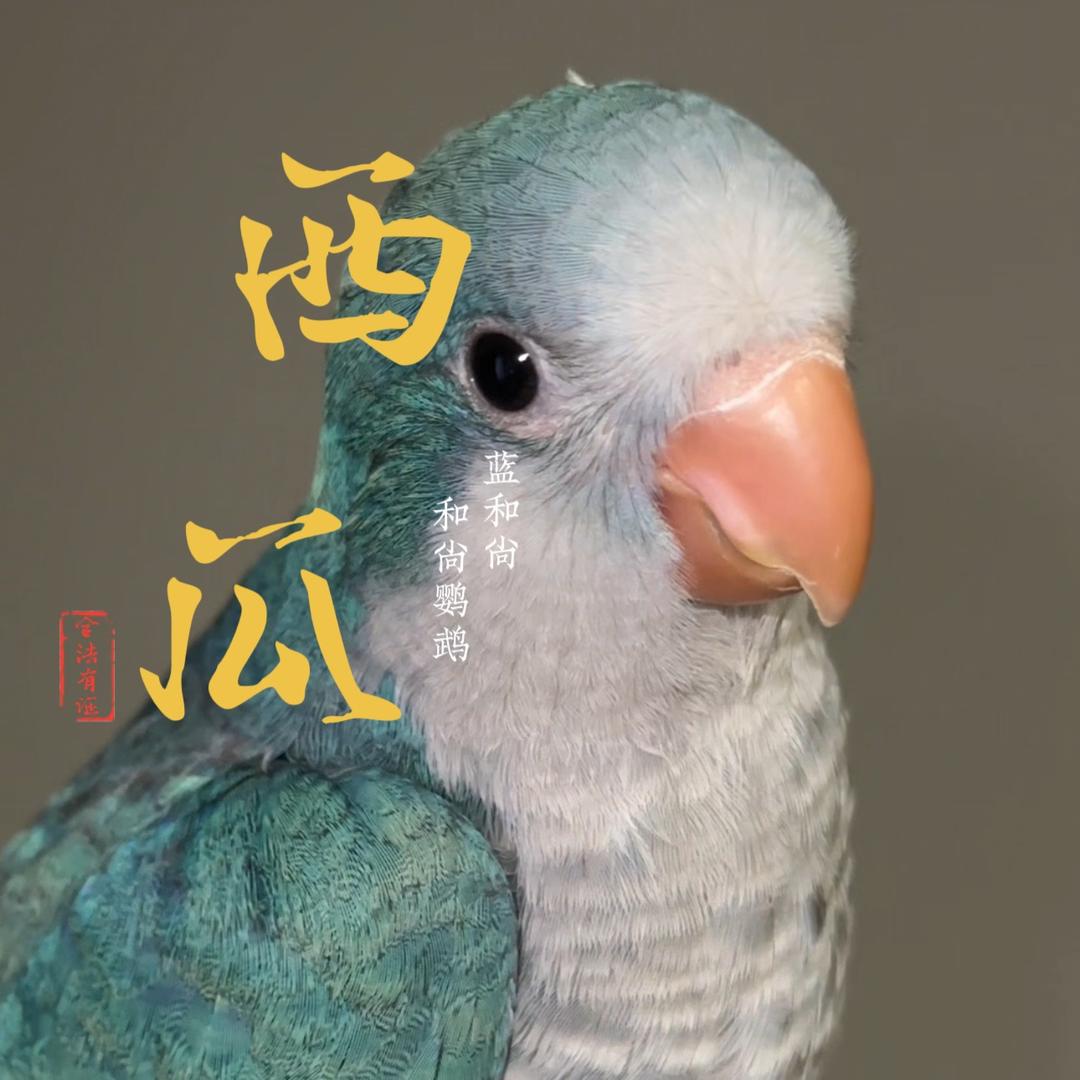 和尚鹦鹉西瓜和橙子