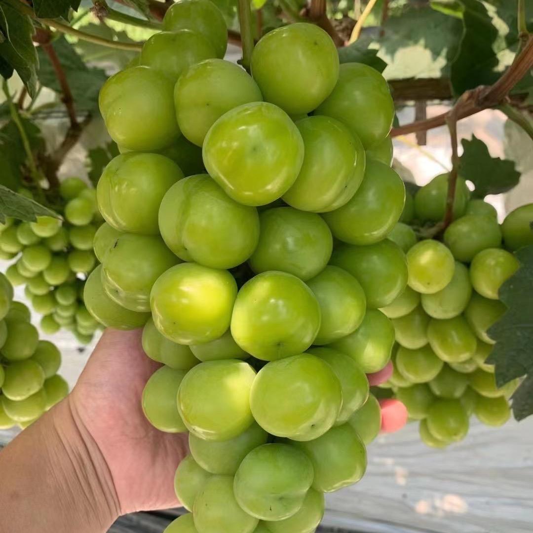 彩艺莲锦亿果树苗木专卖店