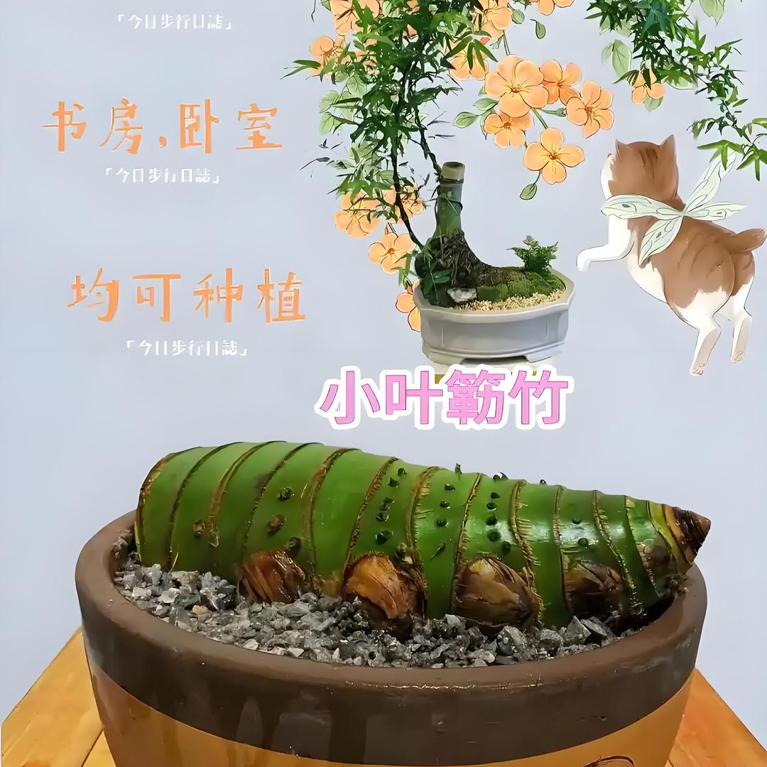 虾米绿植