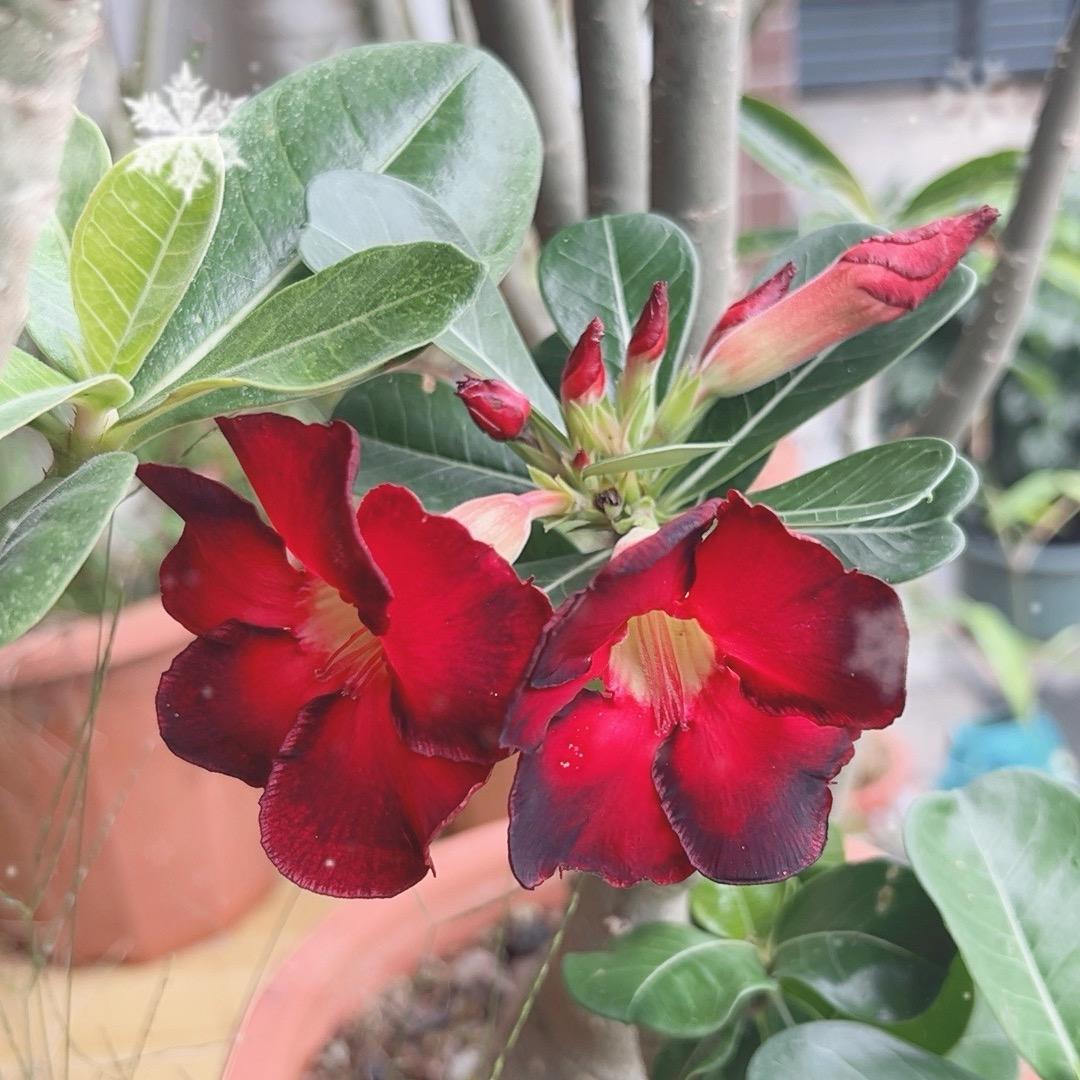 老钦花卉