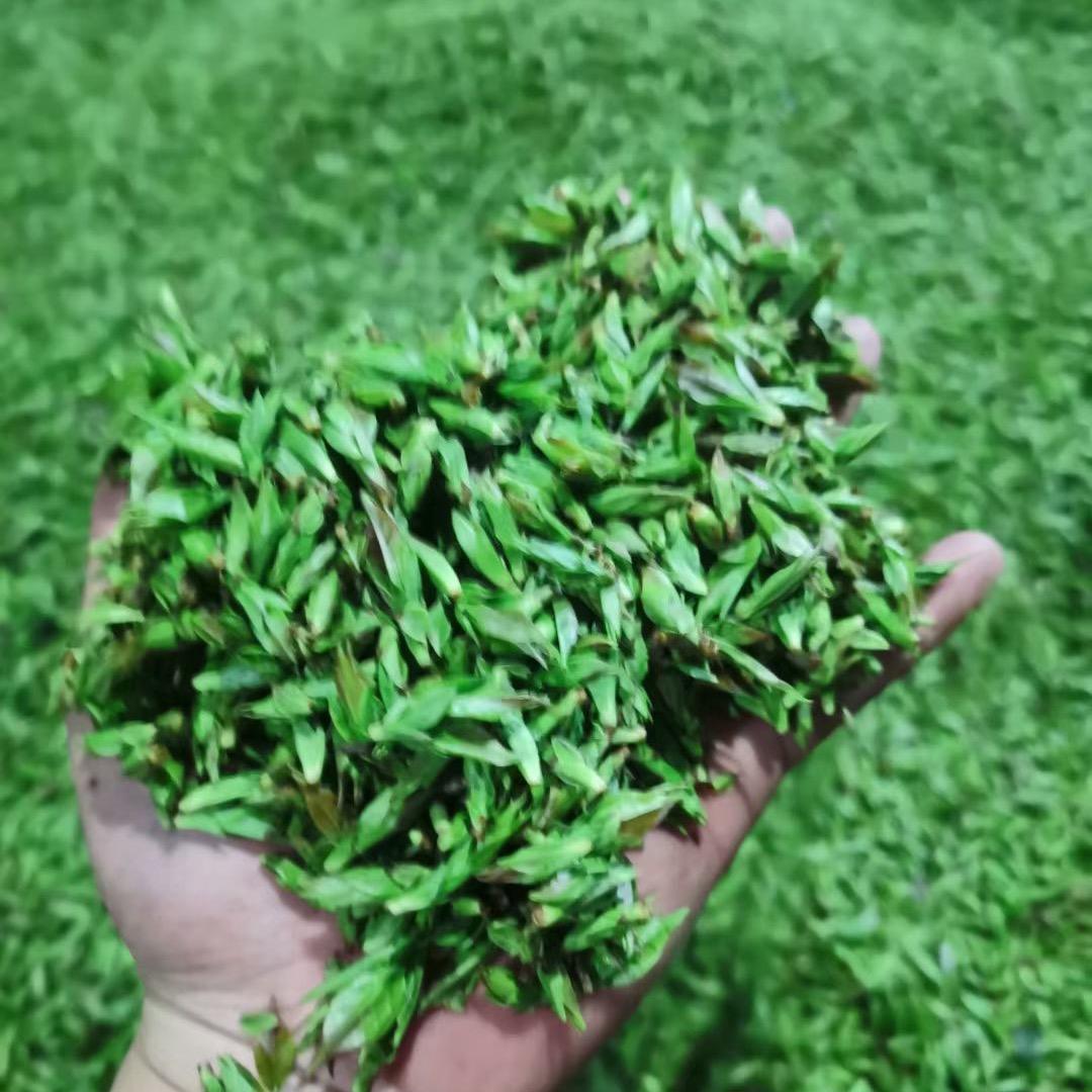 小叶苦丁厂家直销