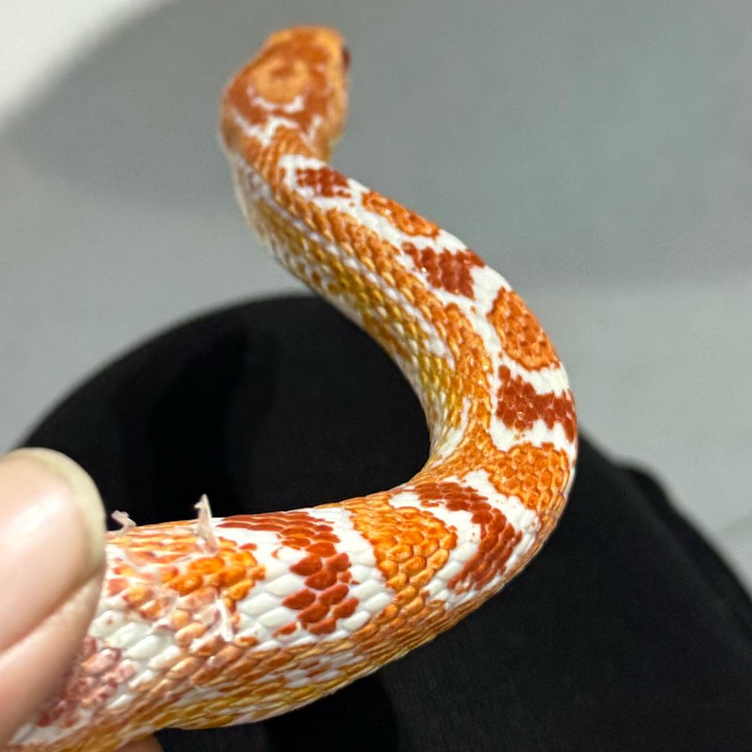 谁的年少不轻狂