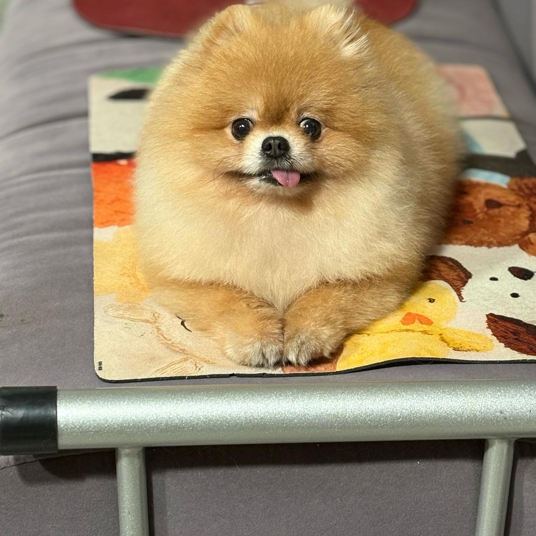 珠珠