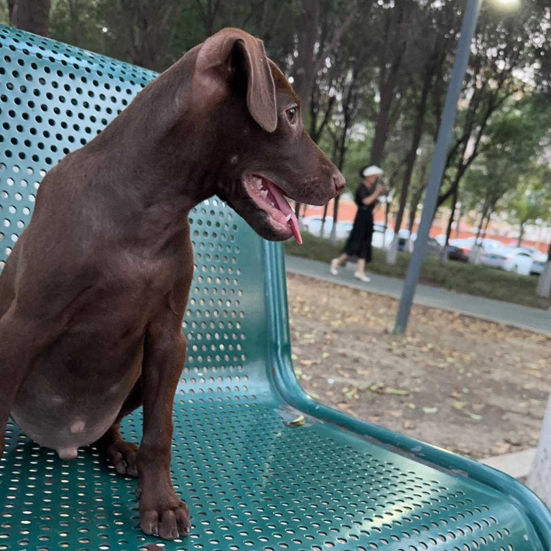 🎶🐶
