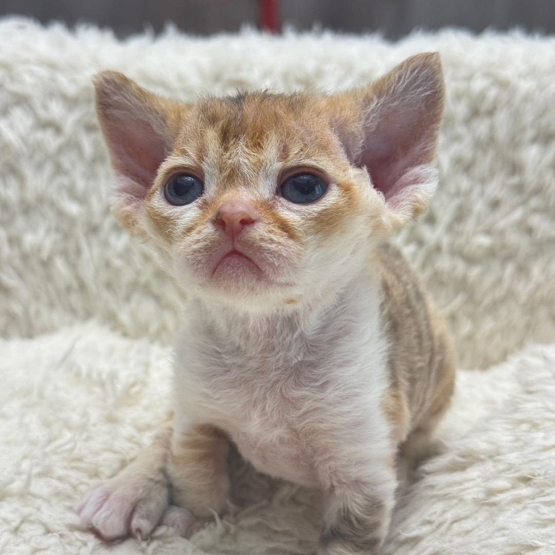 茶猫子德文卷毛猫舍