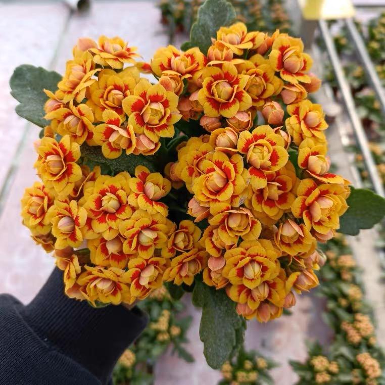 花之语园艺花卉