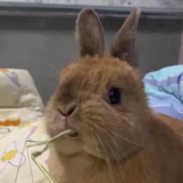 西方开朗的酸角（出大小兔）