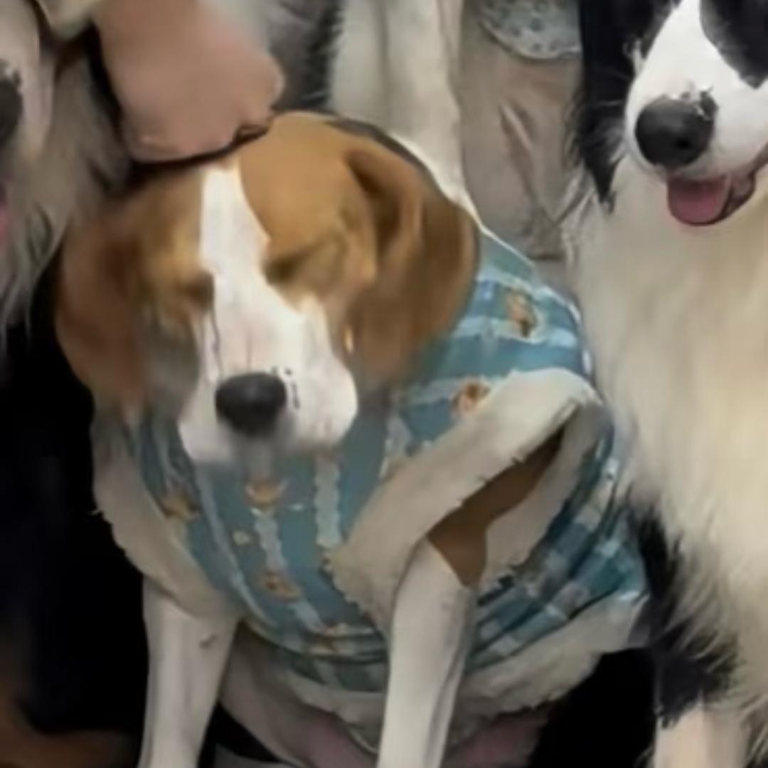 我是自愿上学的🎒