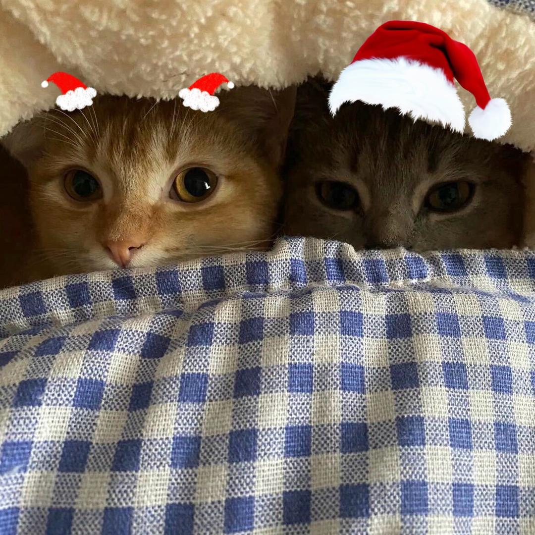 热爱生活的蟑螂