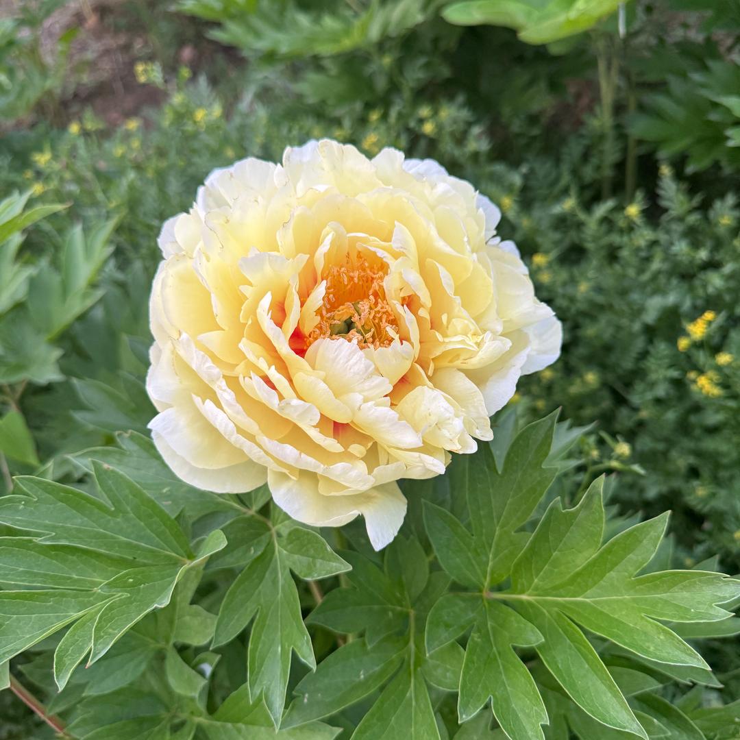 石家庄榕德堂贾彩榕