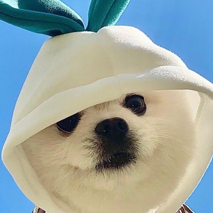 琪琪